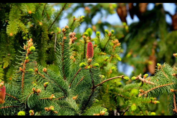 Silver Fir Branch Pax Dei