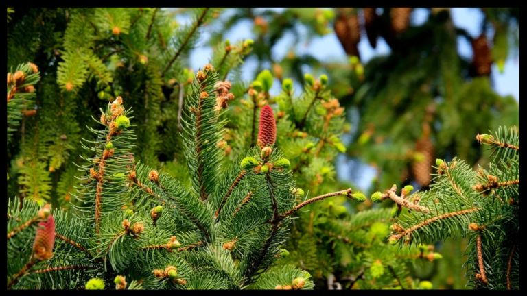 Silver Fir Branch Pax Dei