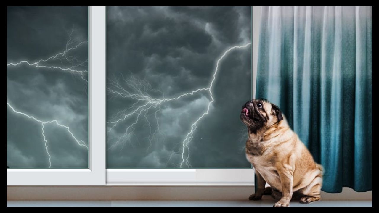 How to Protect Walls from Dog During Storm