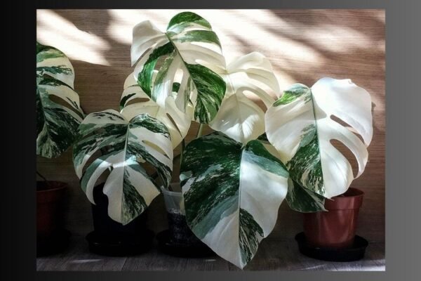 Monstera Albo